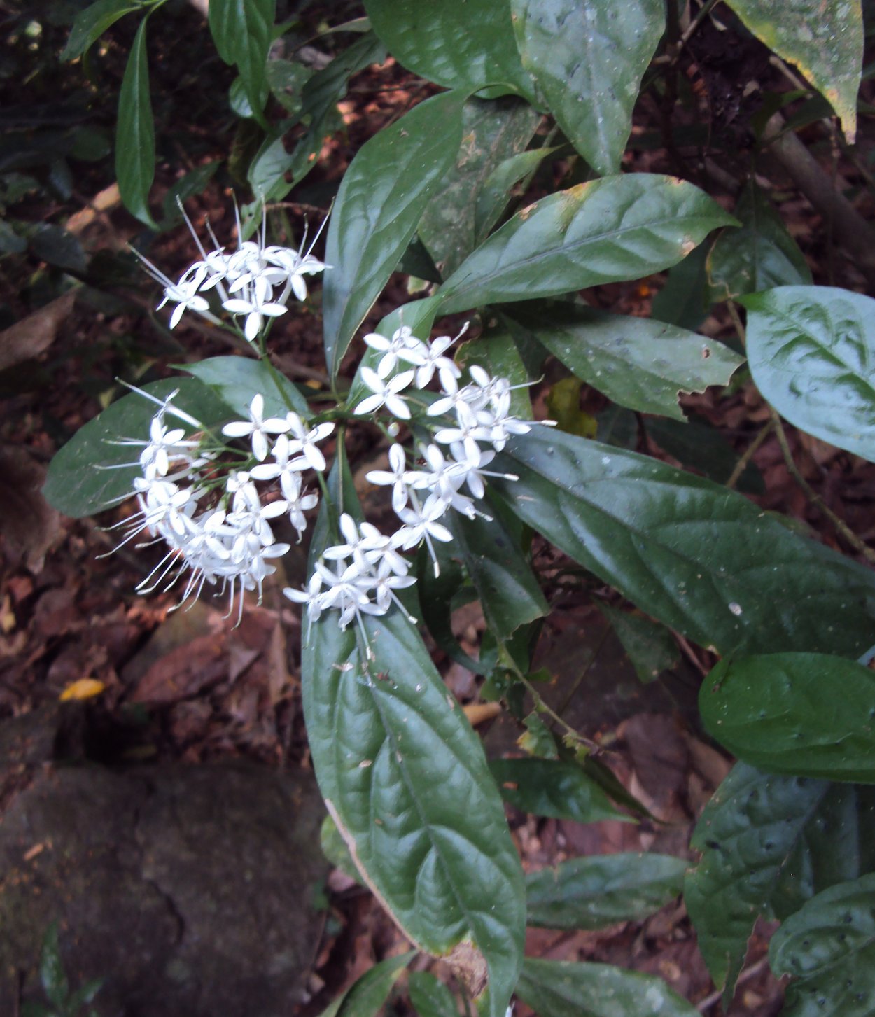 Паветта Купера