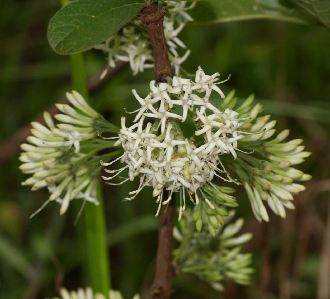 Pavetta gracilifolia