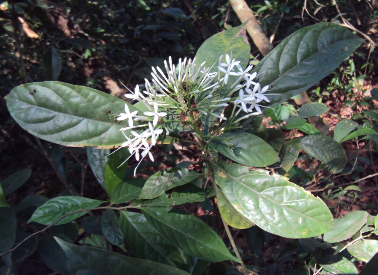 Pavetta lanceolata Паветта ланцетолистная