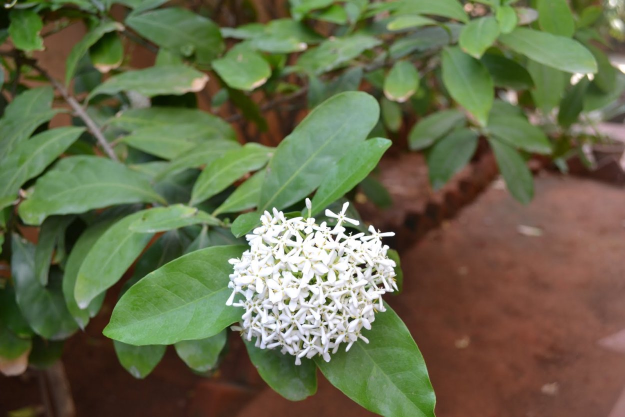 Паветта растение в комнате фото