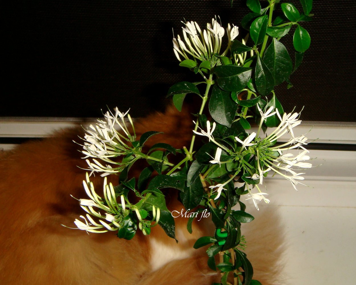 Pavetta edentula домашних условиях