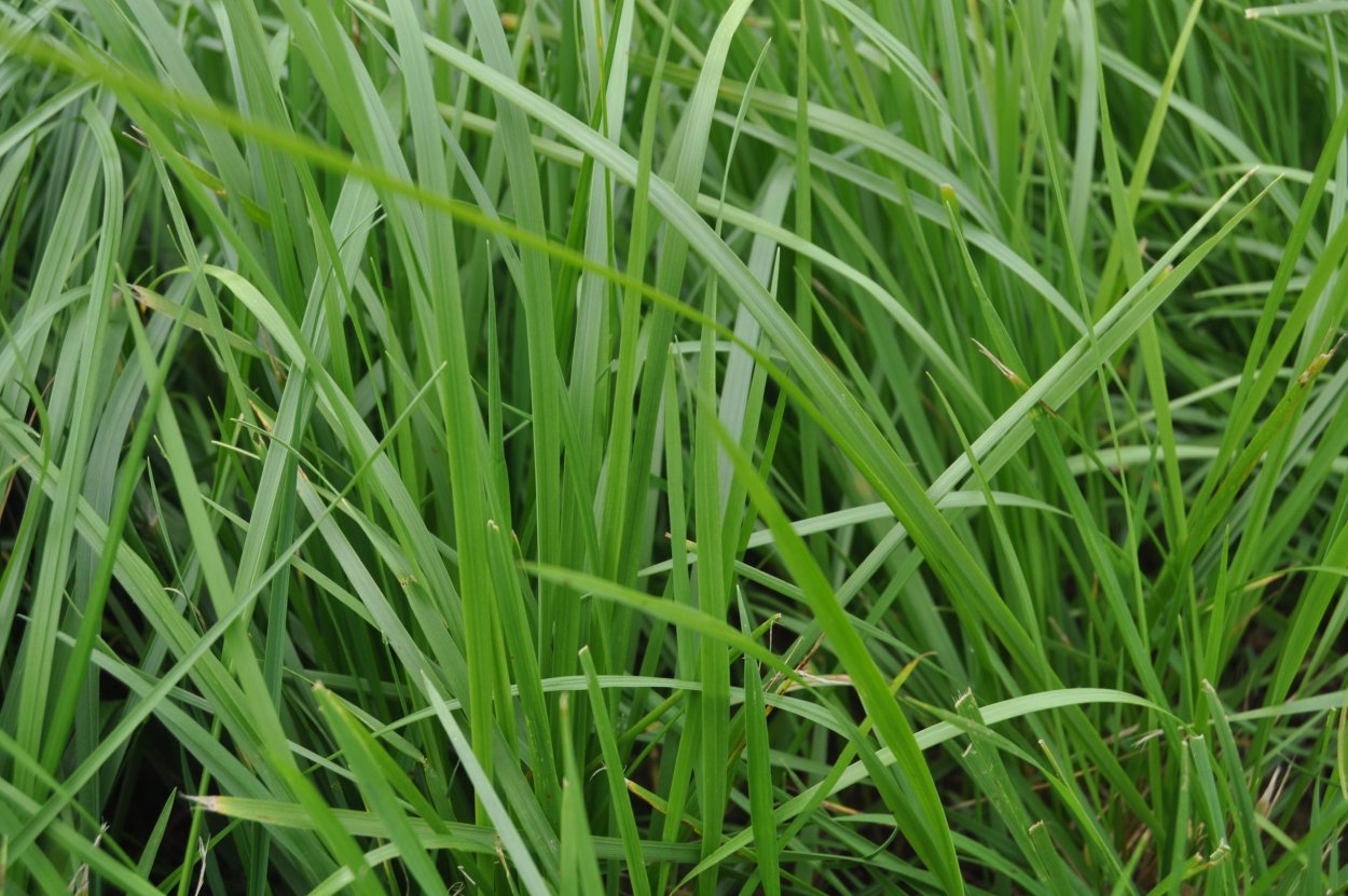 Трава овсяница Луговая