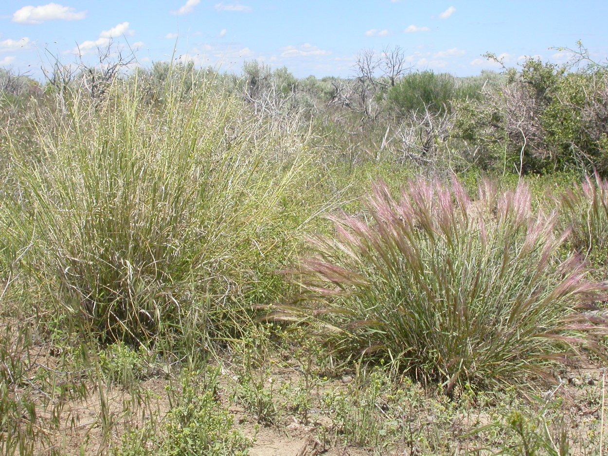 Мятлик Луговой сорняк