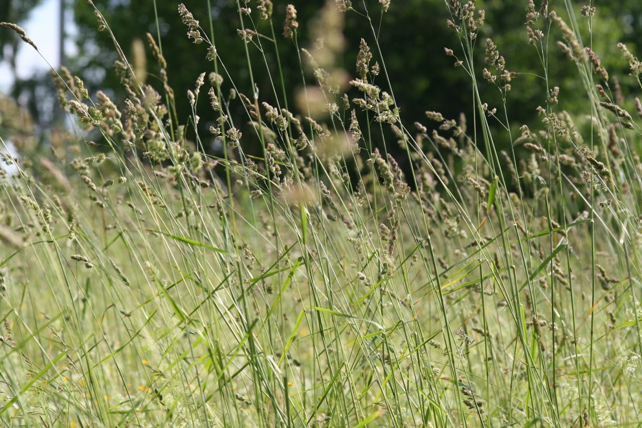 Подорожник яйцевидный