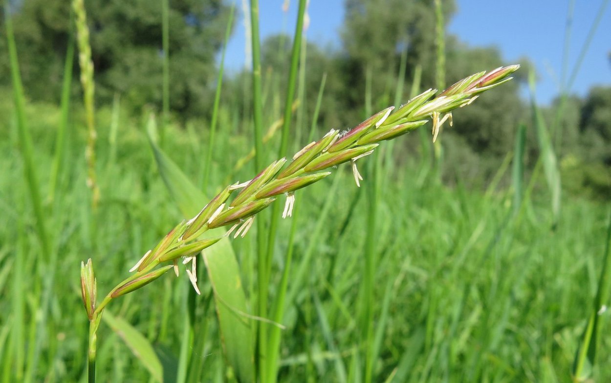 Трава пырей ползучий