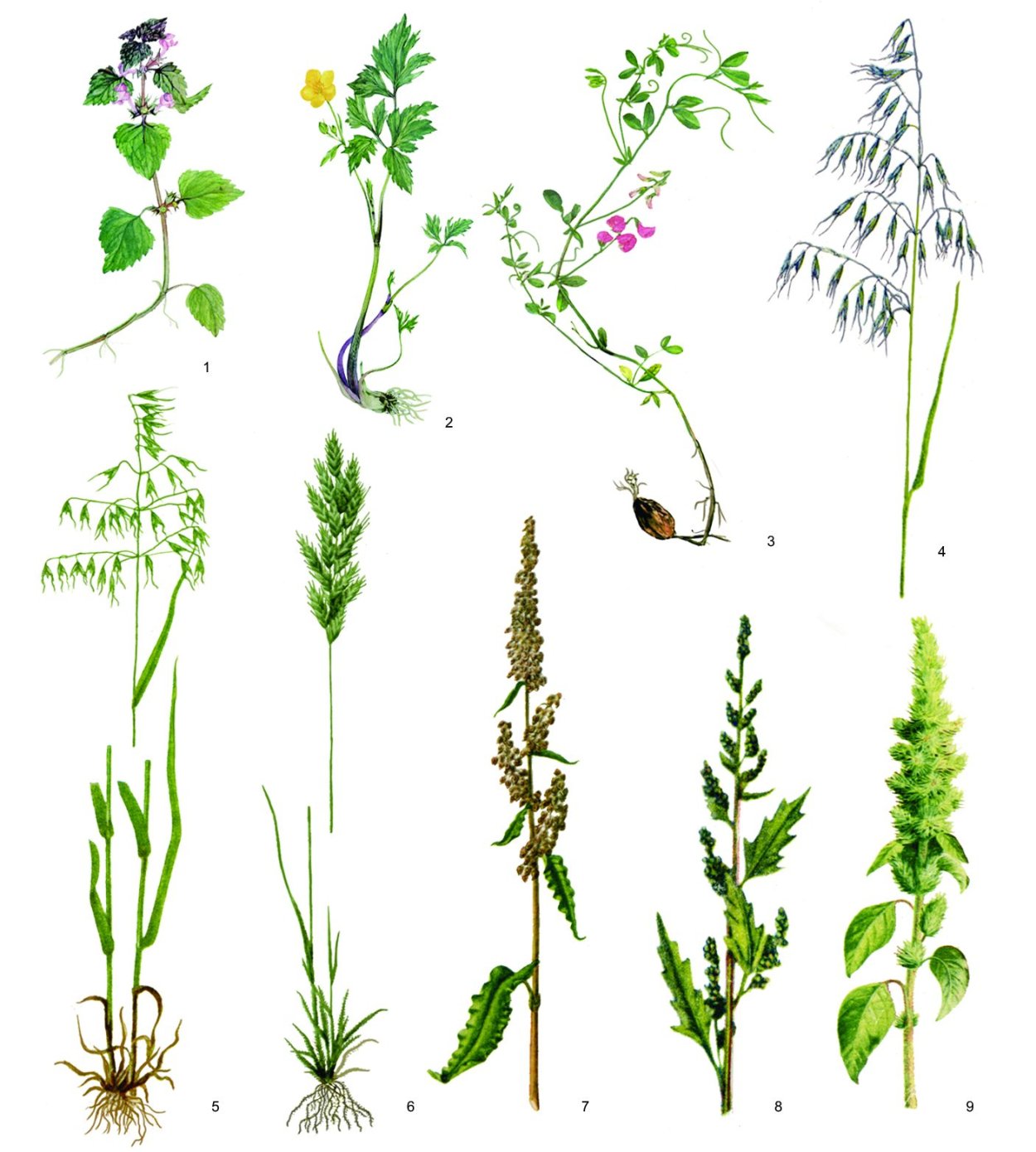 Подорожник большой Рубра