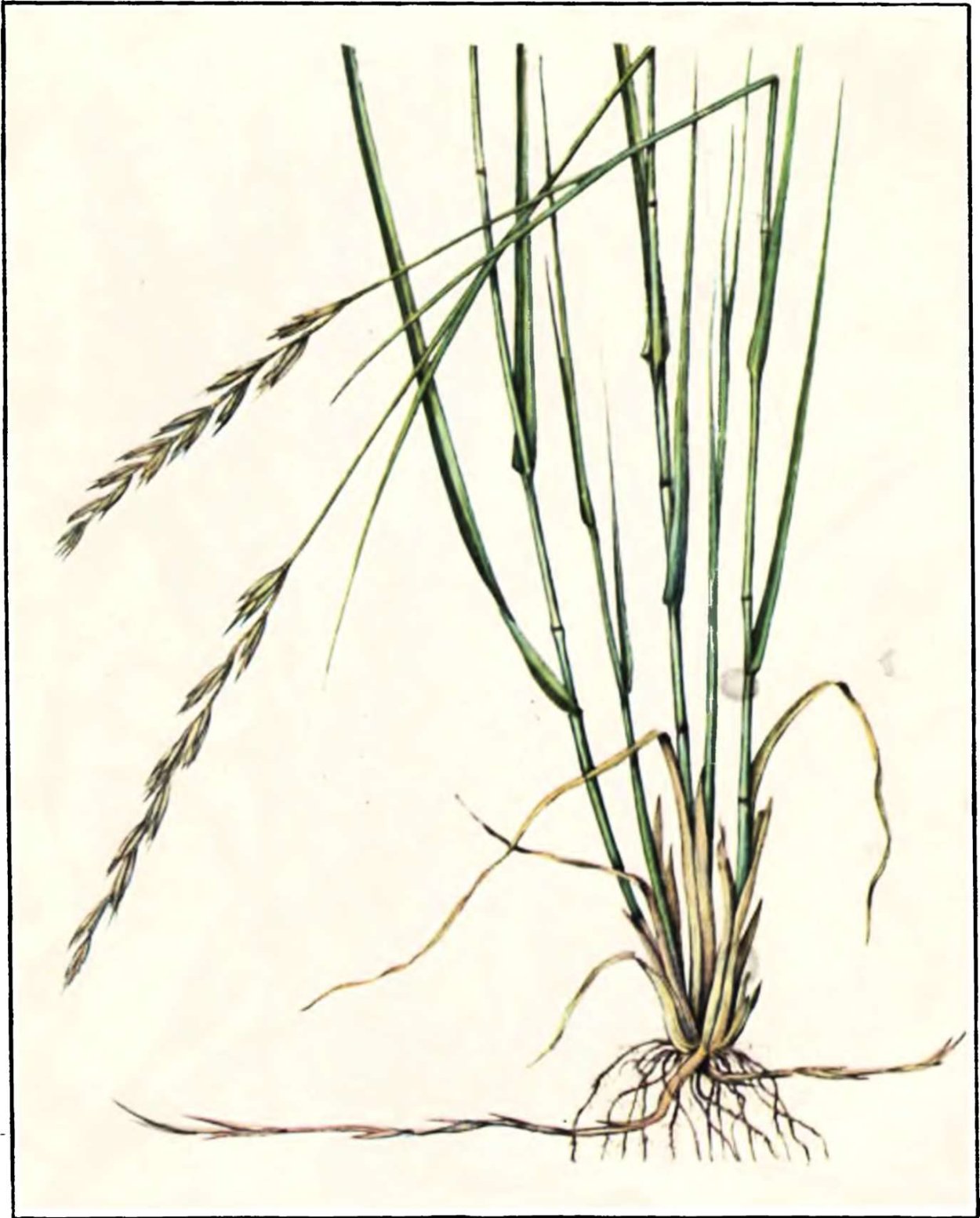 Леймус колосняк китайский