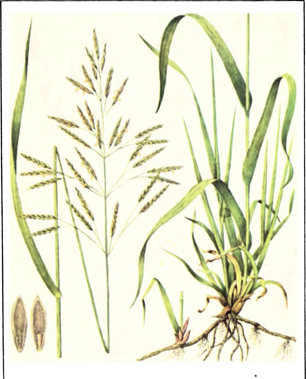 Кострец безостый