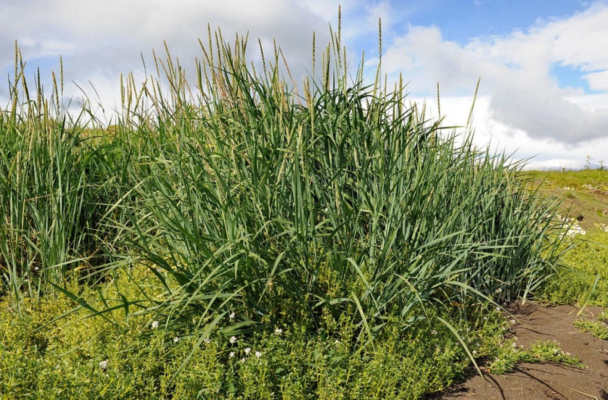 Колосняк песчаный Элимус гигантский