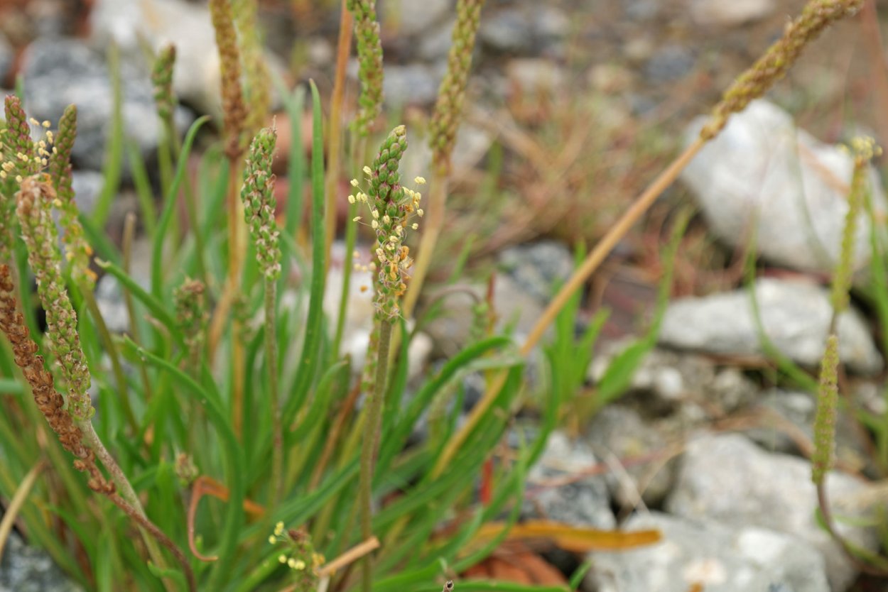 Подорожник морской (Plantago maritima l.),