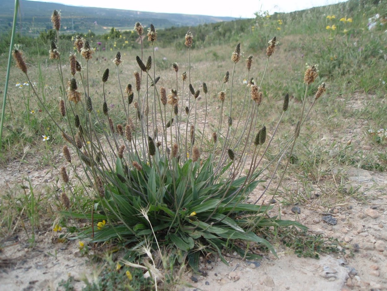 Дорожник растение