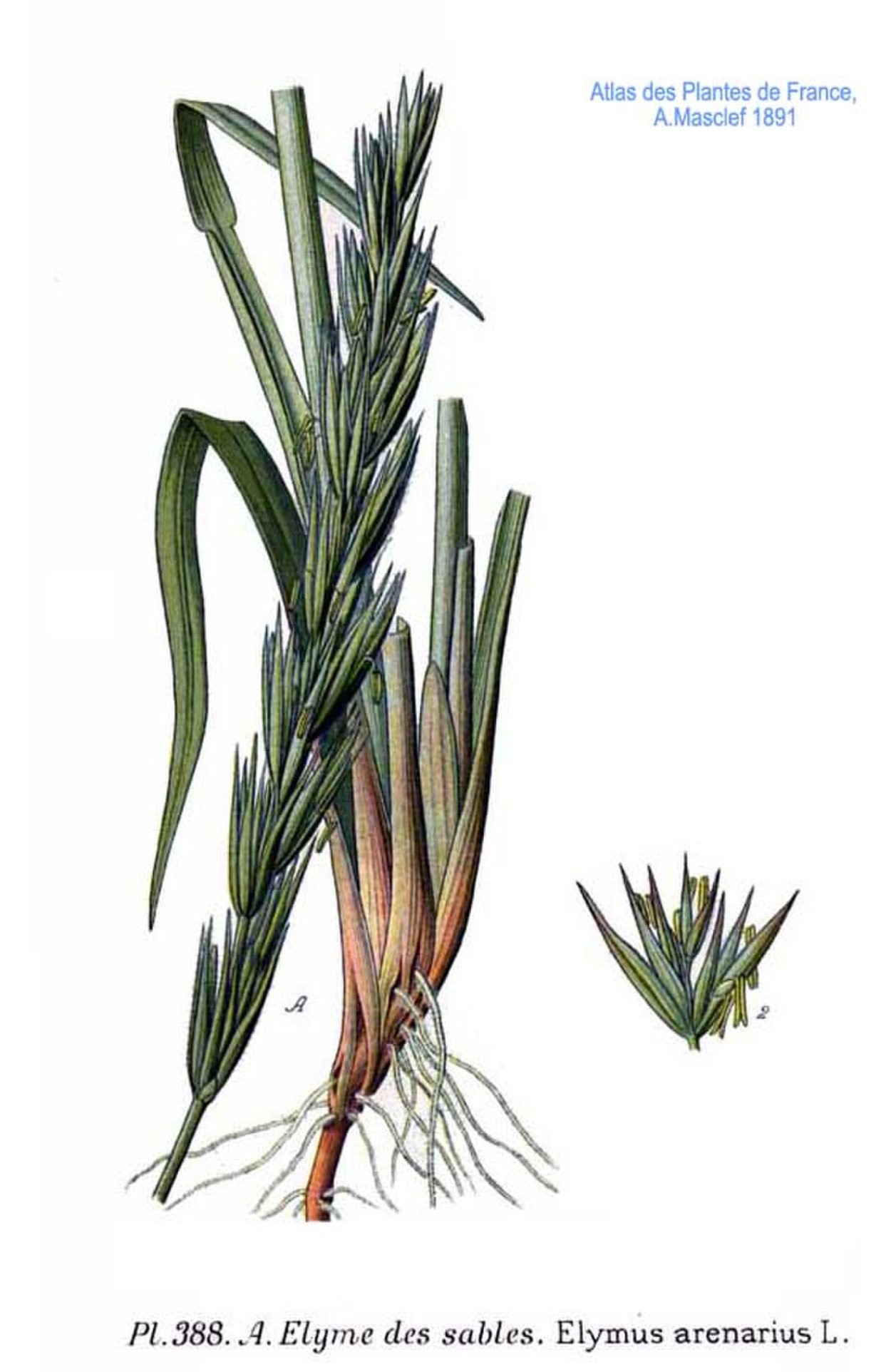 Колосняк ветвистый (Острец)