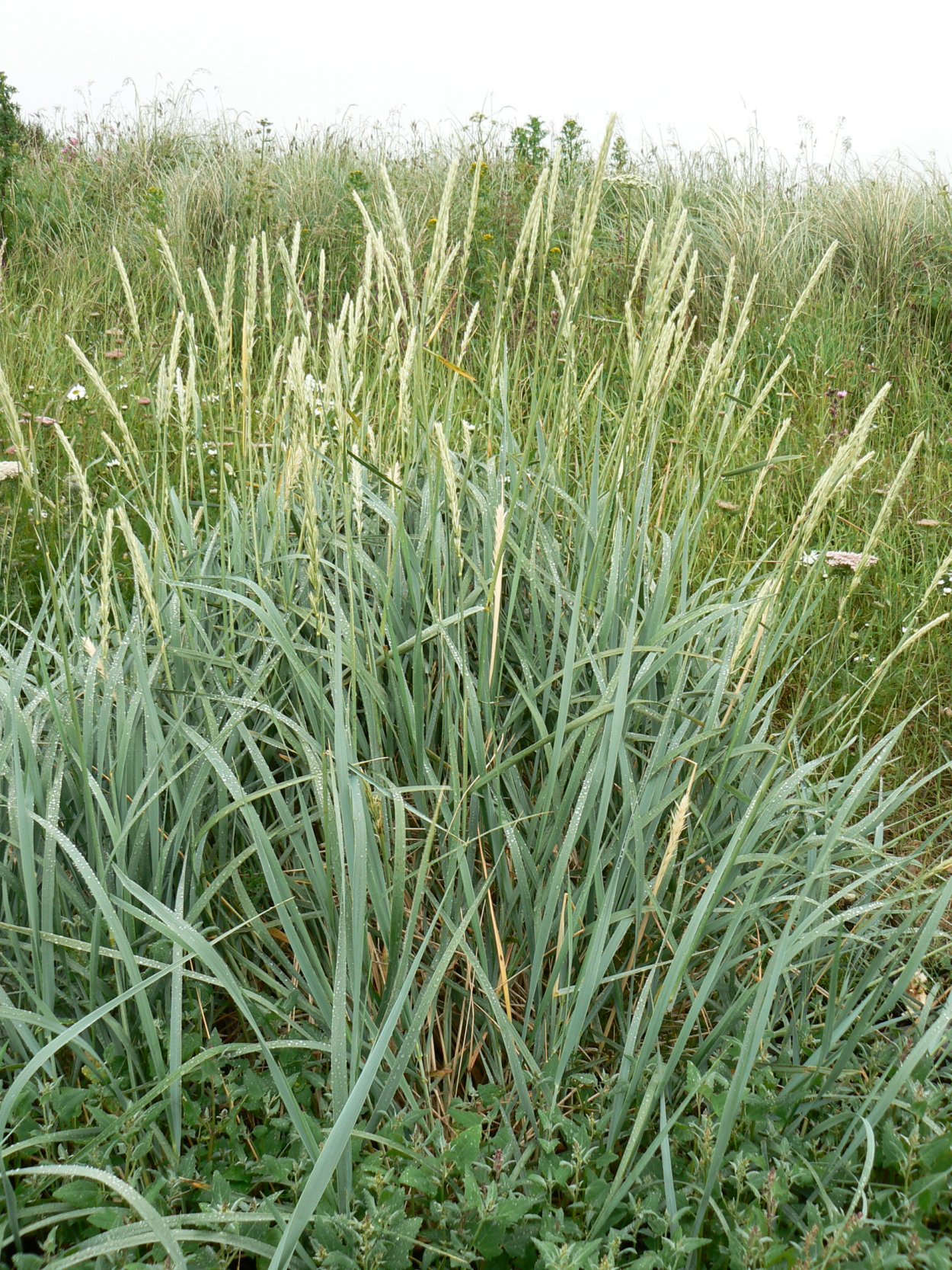 Пырей ветвистый (Острец