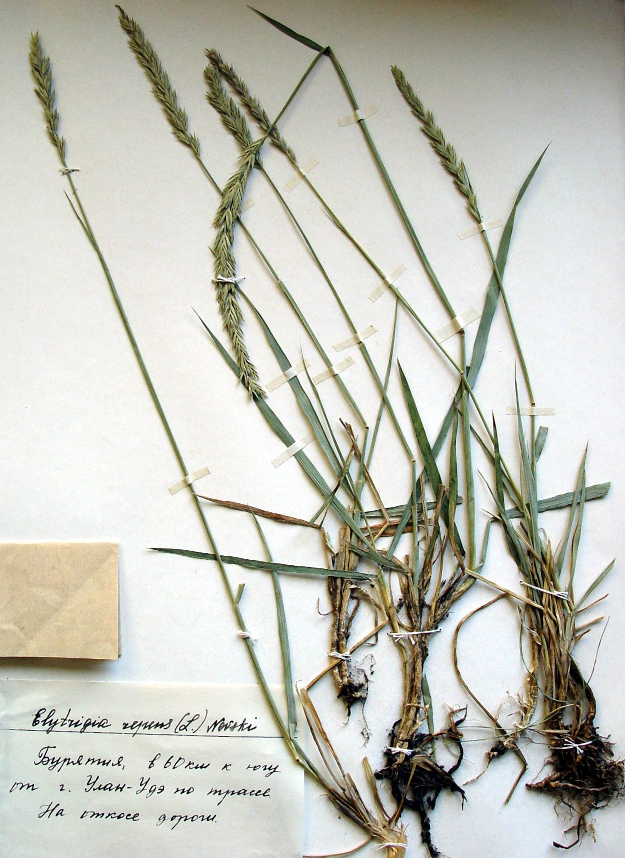 Колосняк (Leymus)