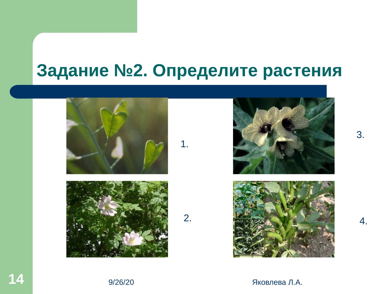 Определи растения