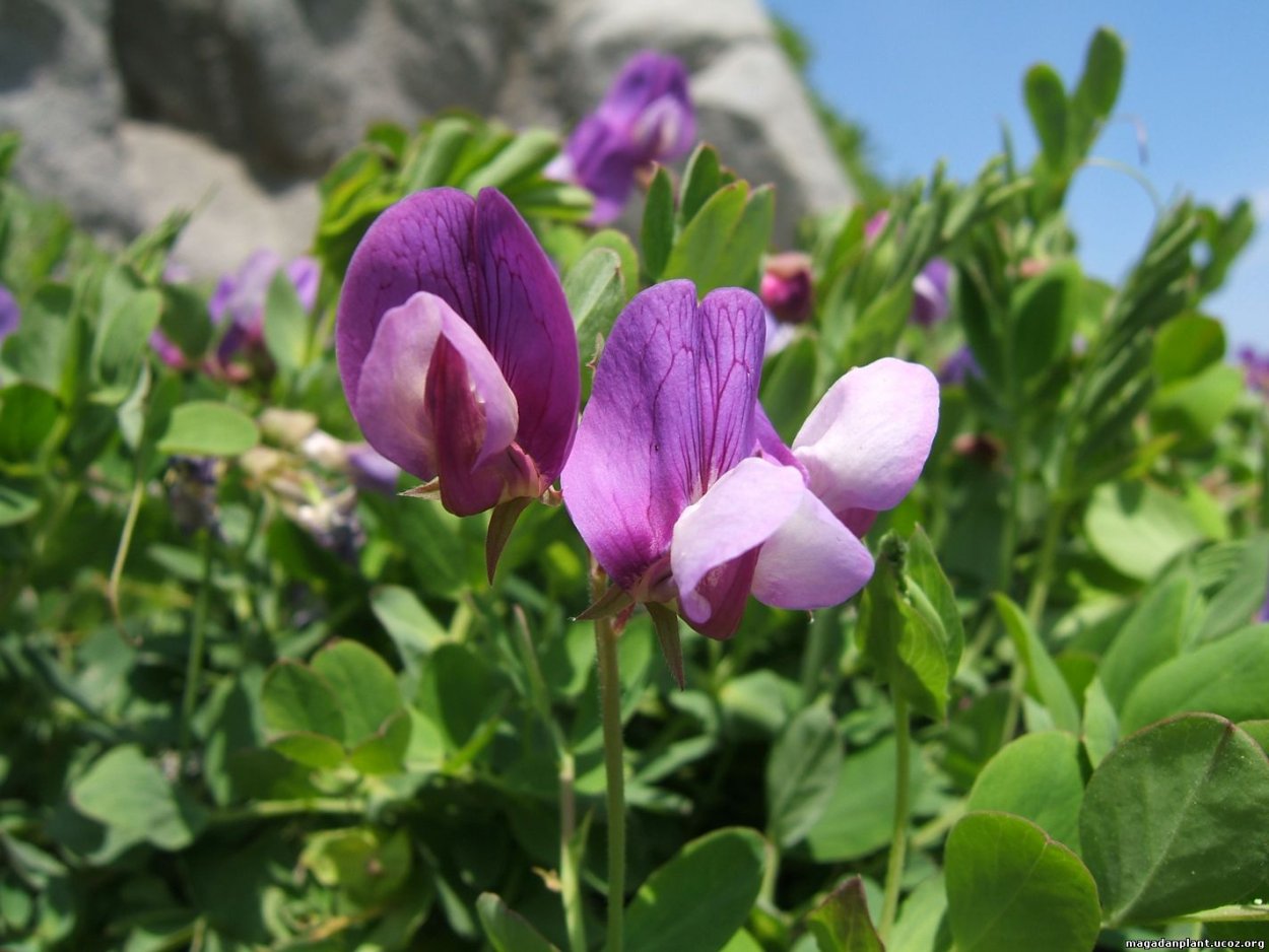 Мотыльковые сорняки