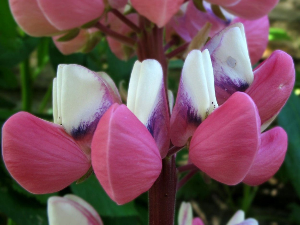 Цветок мотыльковых