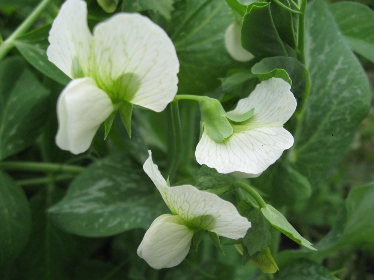 Табак Мотыльковые