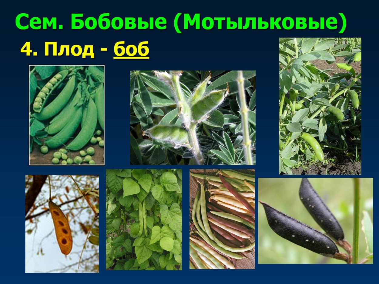 Семейство Мотыльковые бобовые плод