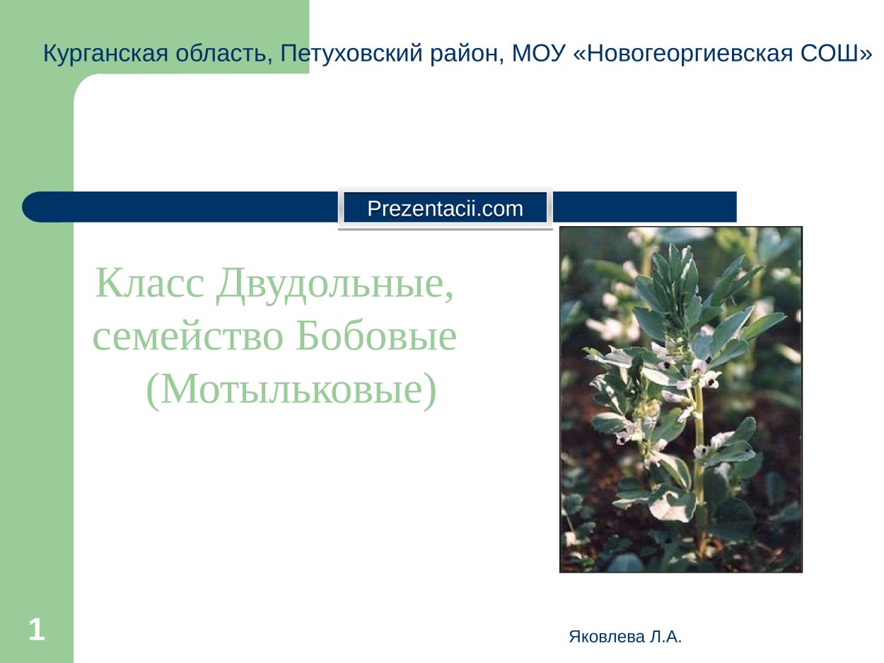 Класс двудольные бобовые