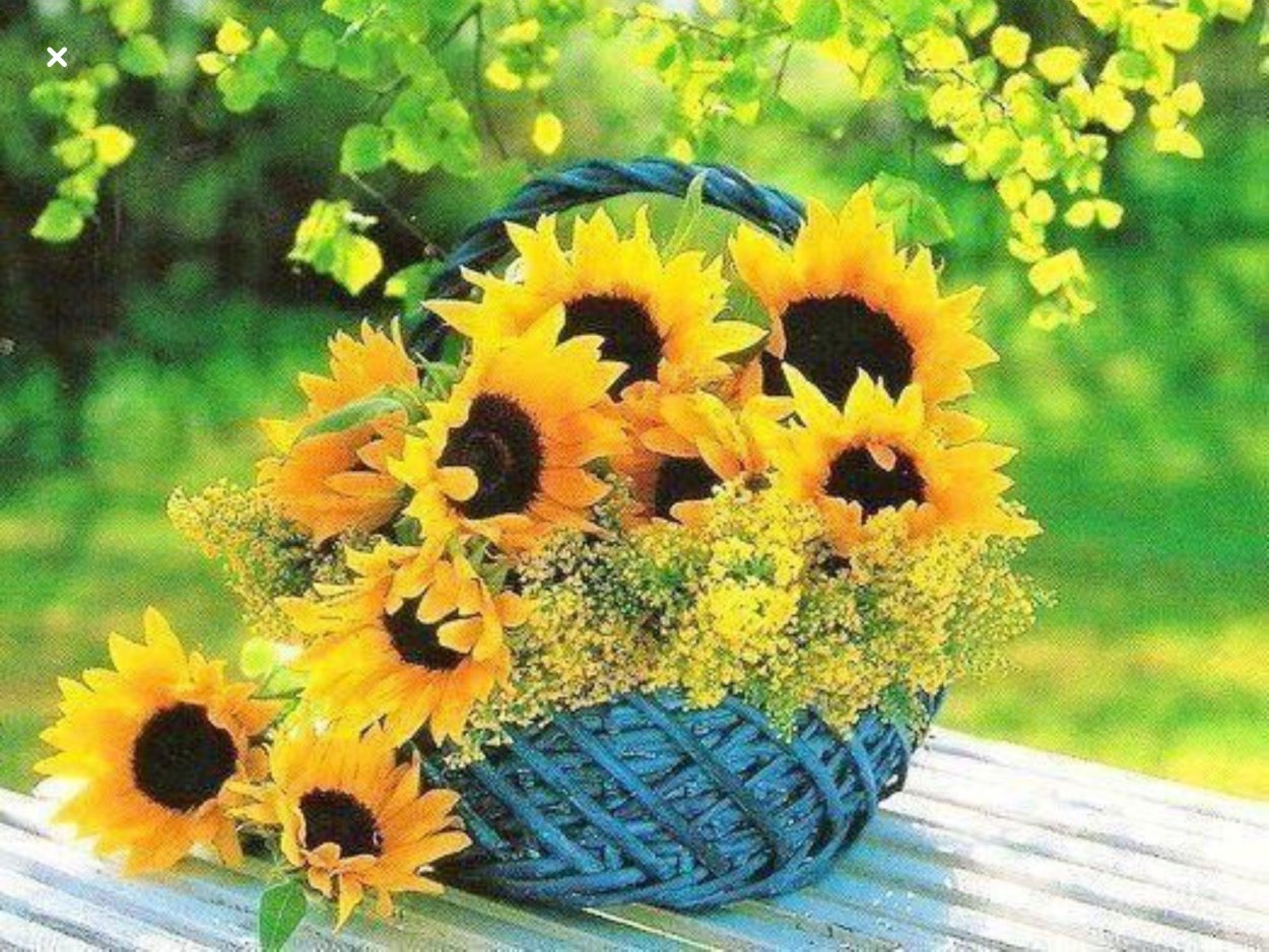 Фото с девятью подсолнухами