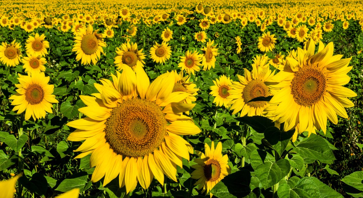 Подсолнухи в Казахстане