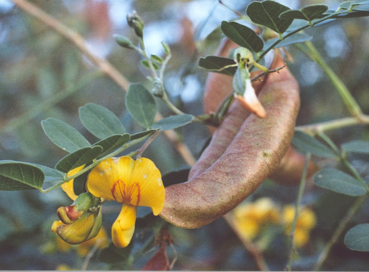 Пузырник (Colutea)