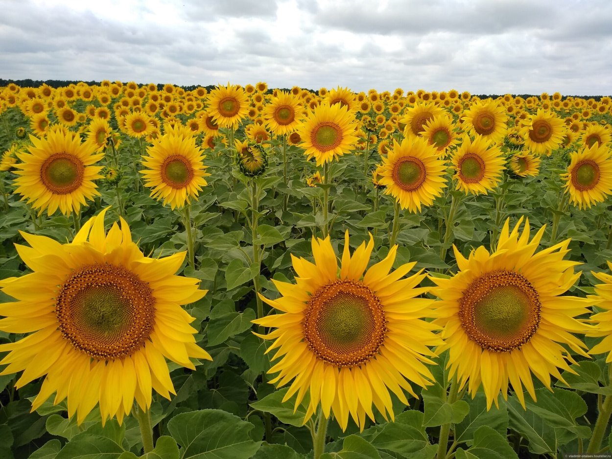 9 Подсолнухов