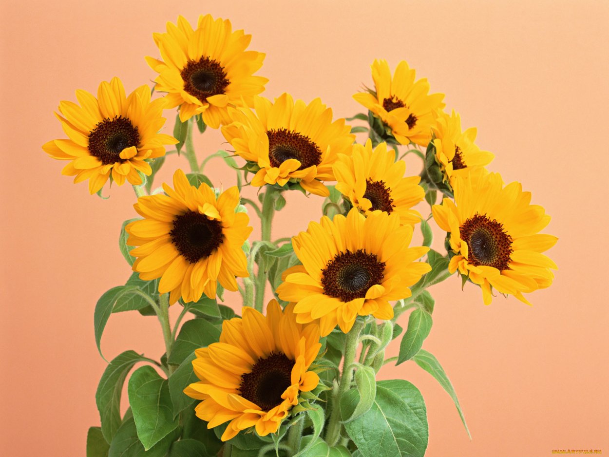 9 Подсолнухов для удачи