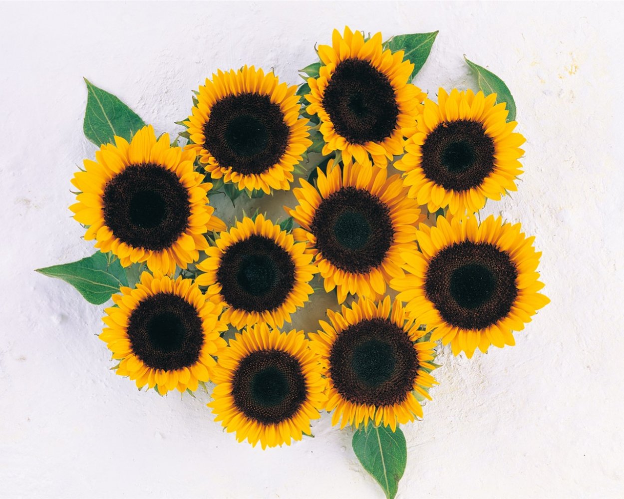9 Подсолнухов