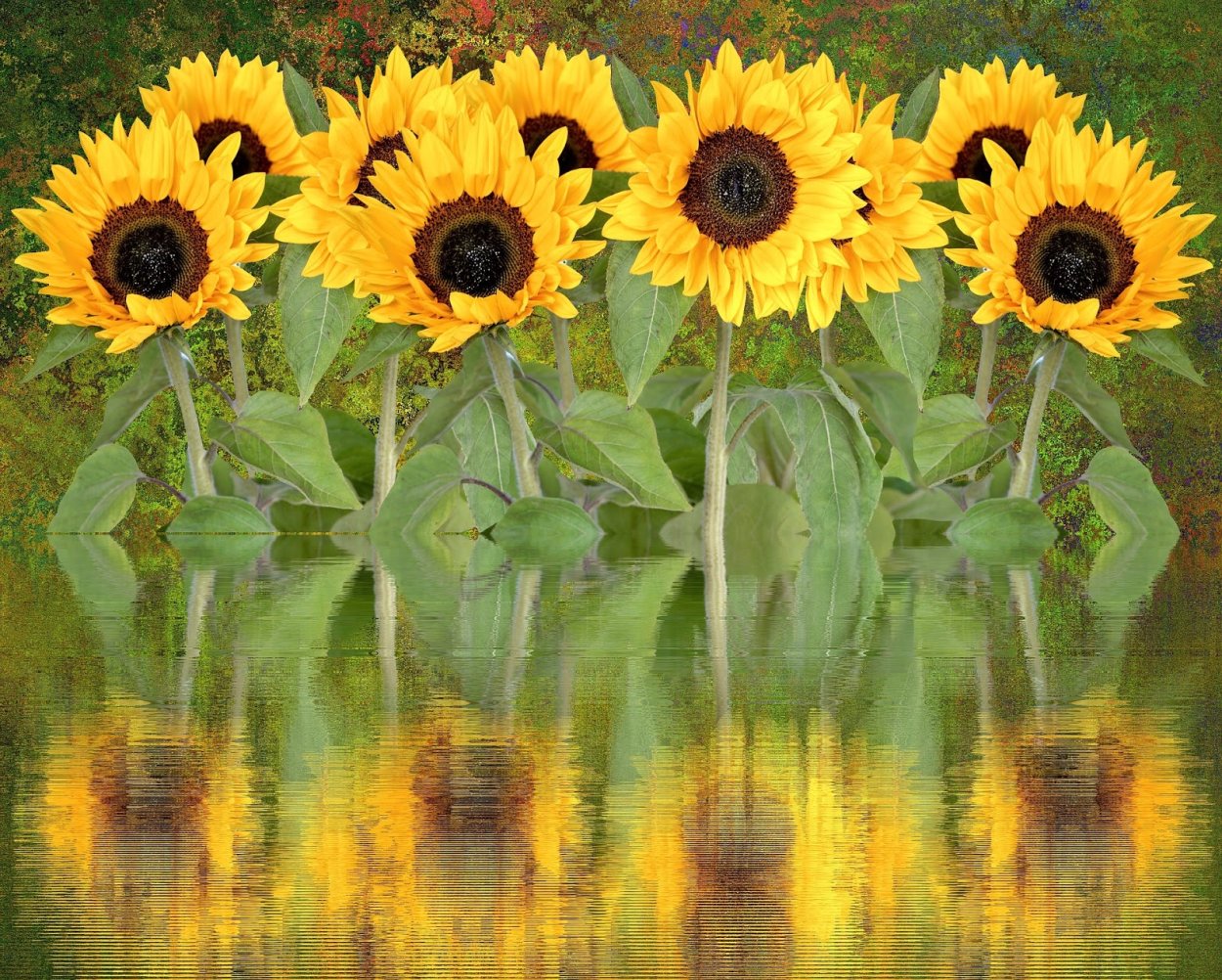 Вода на подсолнечнике