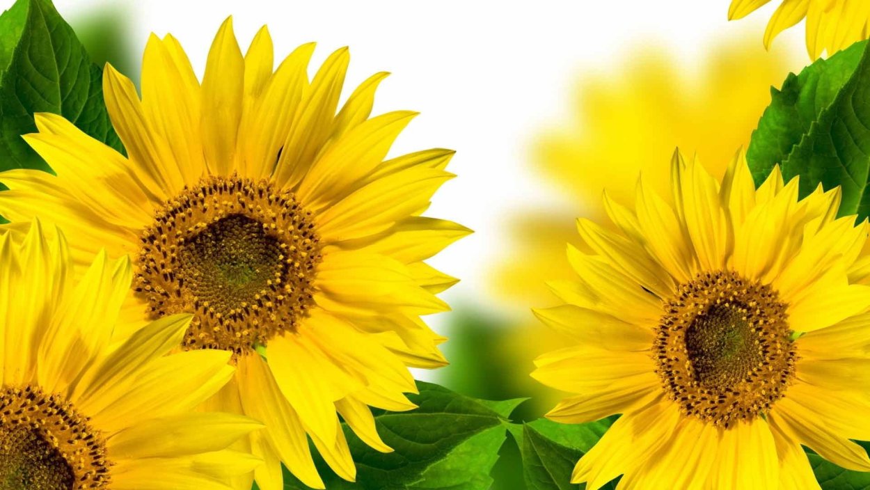 Фон Подсолнухи