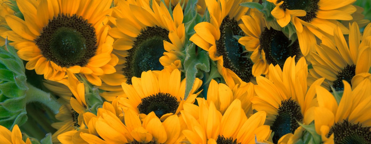 Подсолнух по фен шуй значение