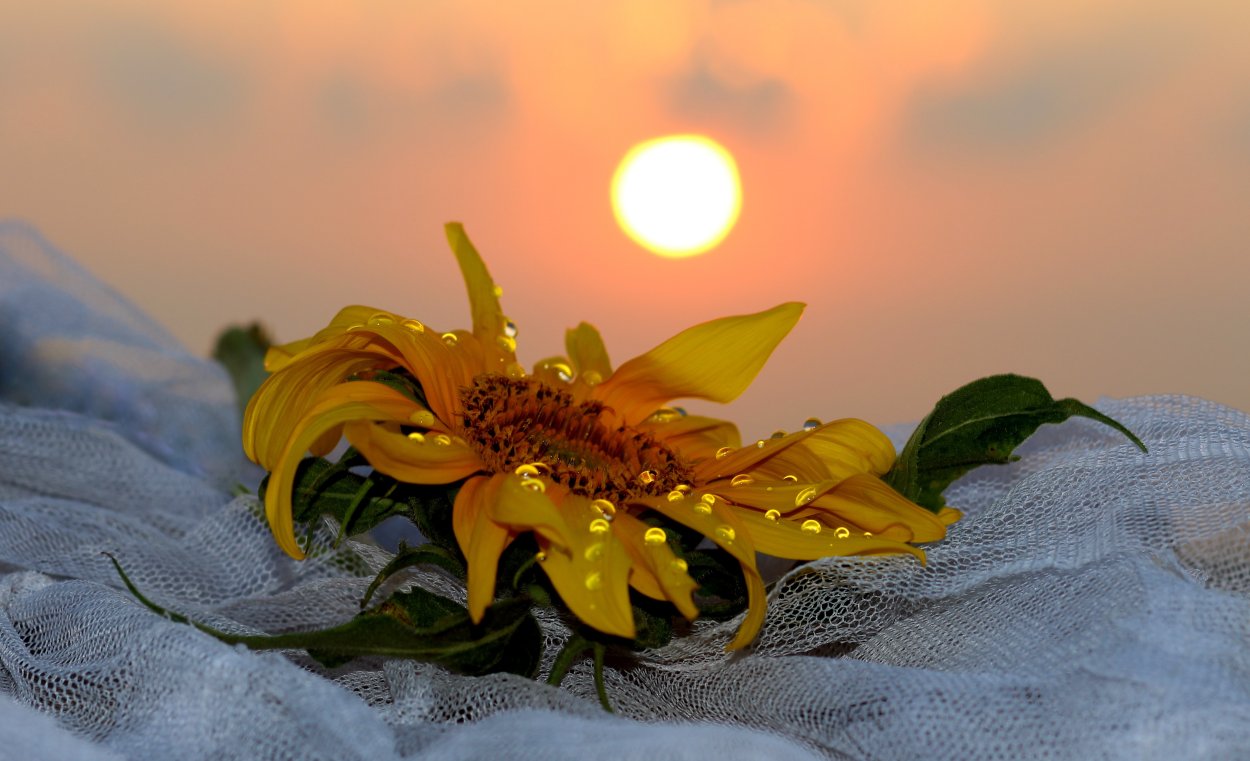 Цветы в лучах утреннего солнца