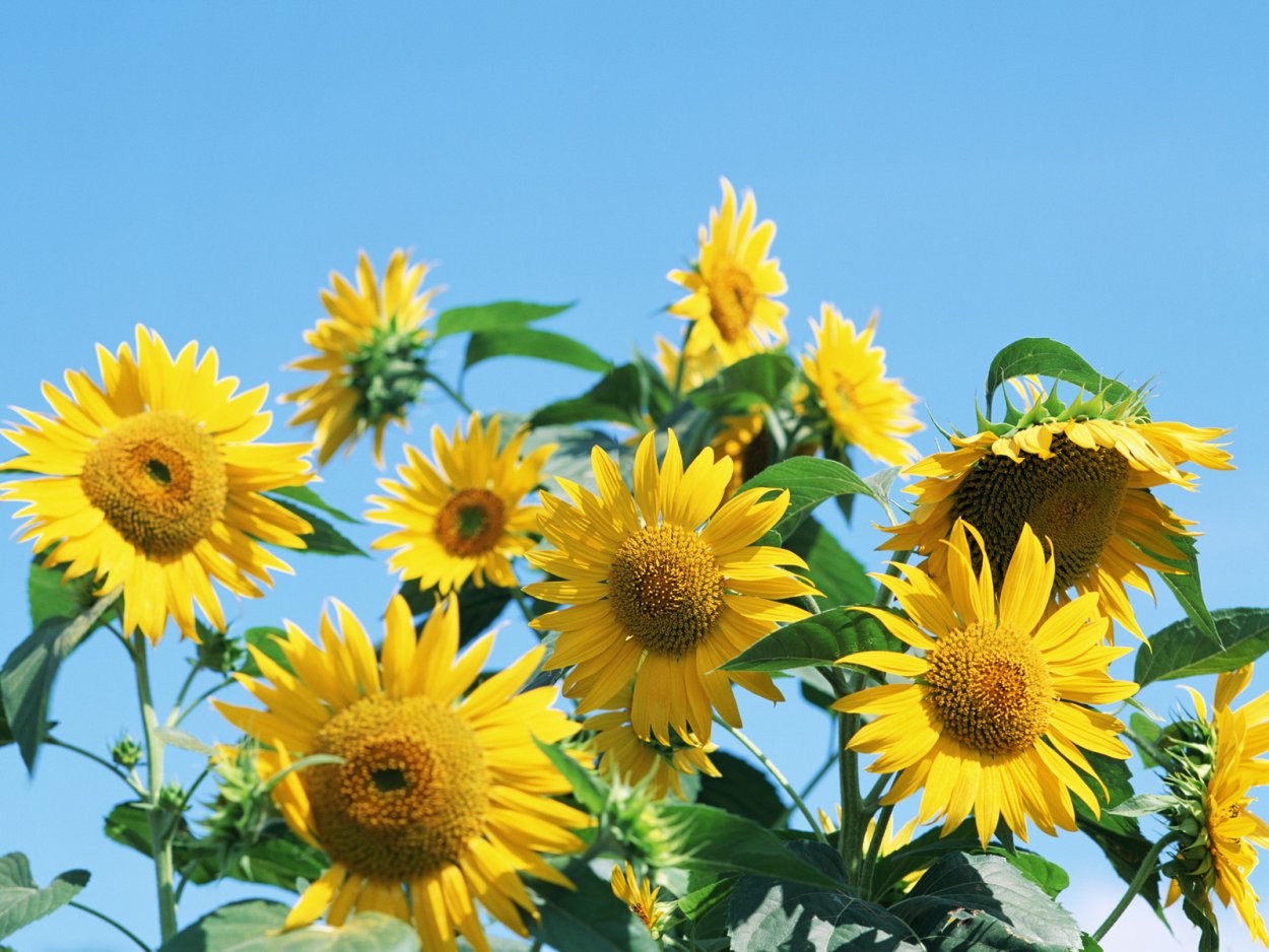 9 Подсолнухов фото
