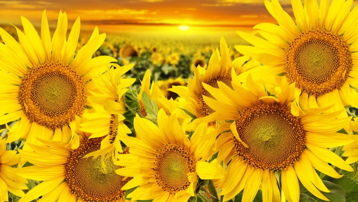 Подсолнухи высокое разрешение