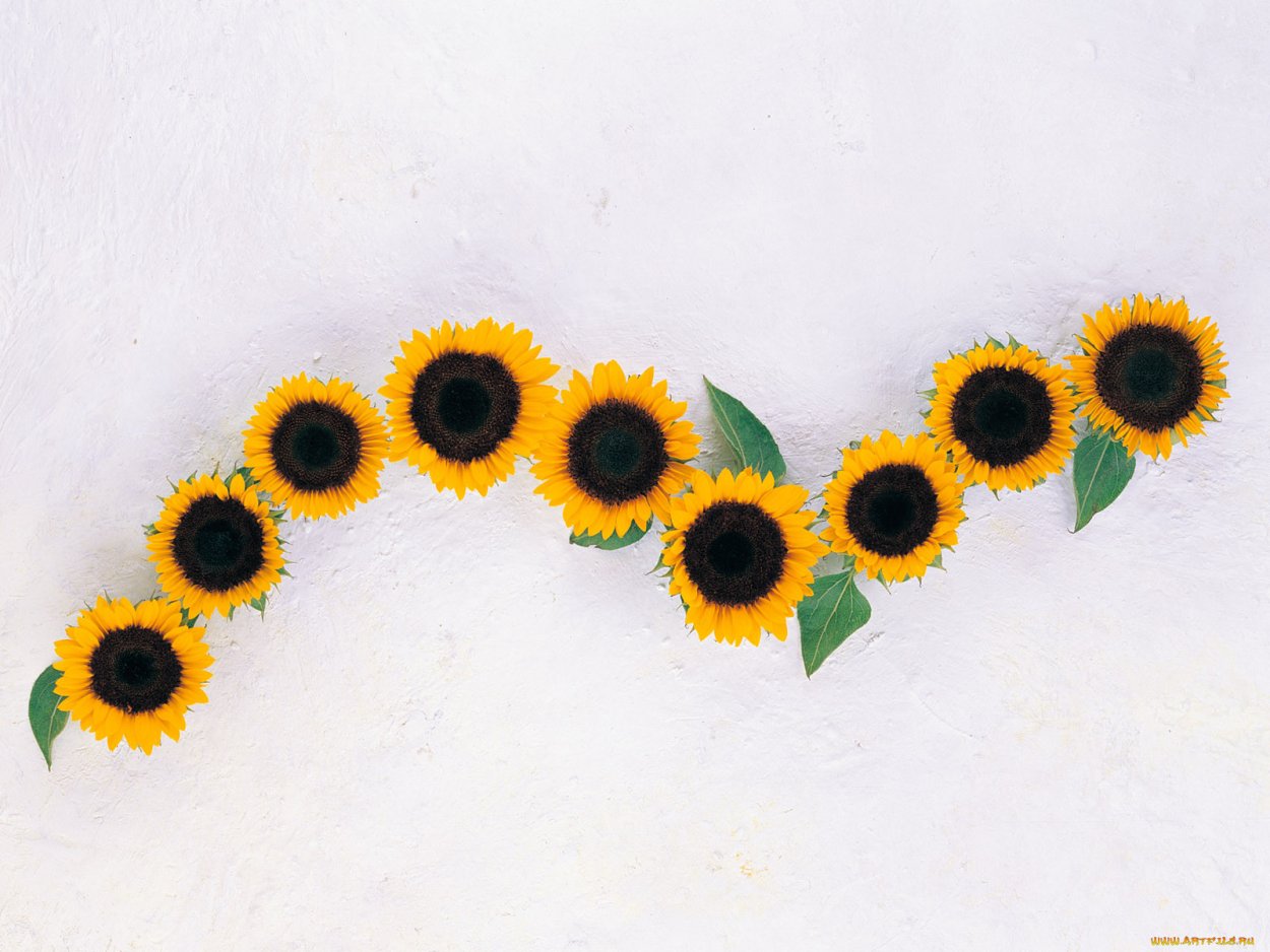 9 Подсолнухов для удачи