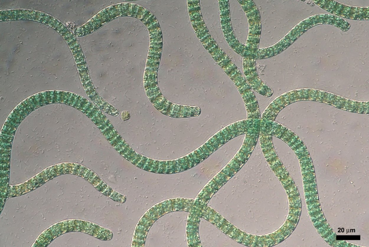 Цианобактерии Arthrospira