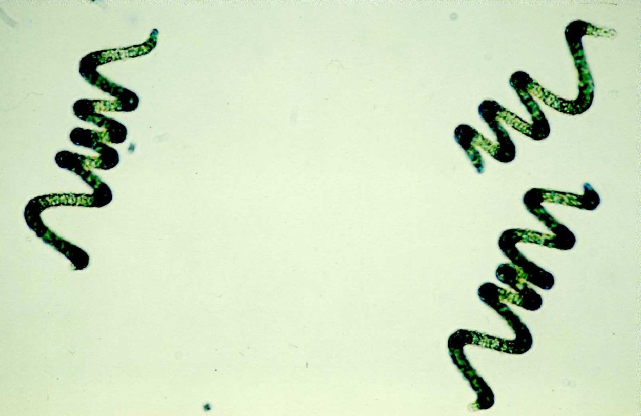 Цианобактерии Arthrospira