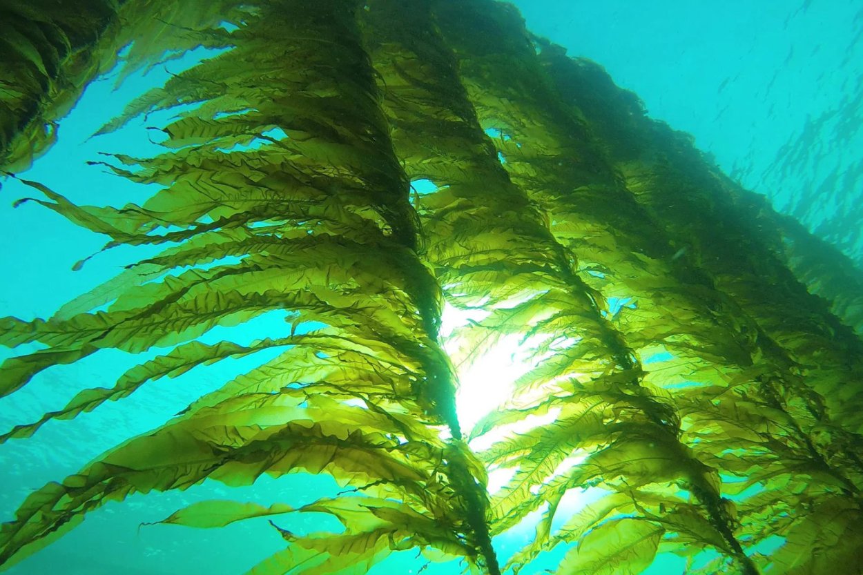 Виды морских водорослей