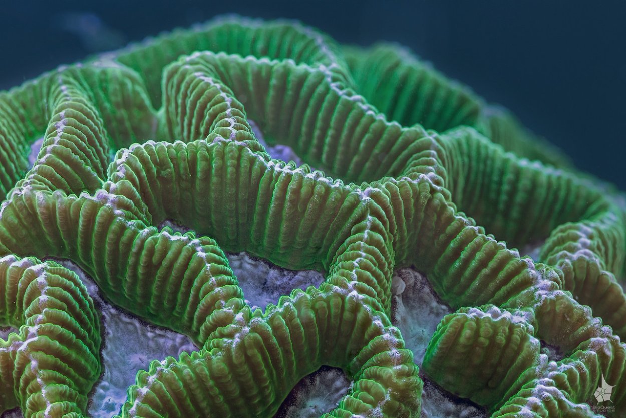 Необычные морские растения