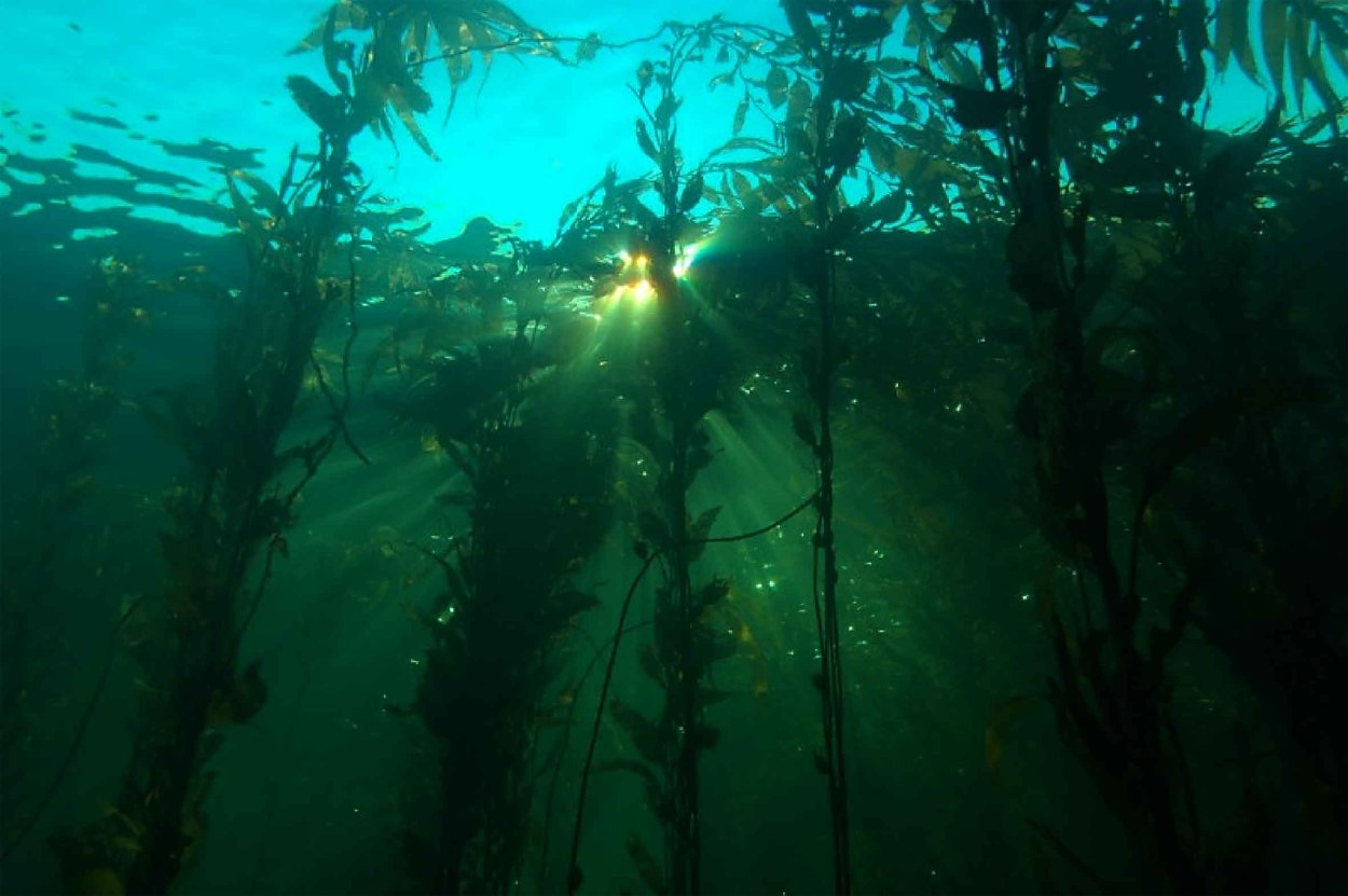 Anthracobia Macrocystis