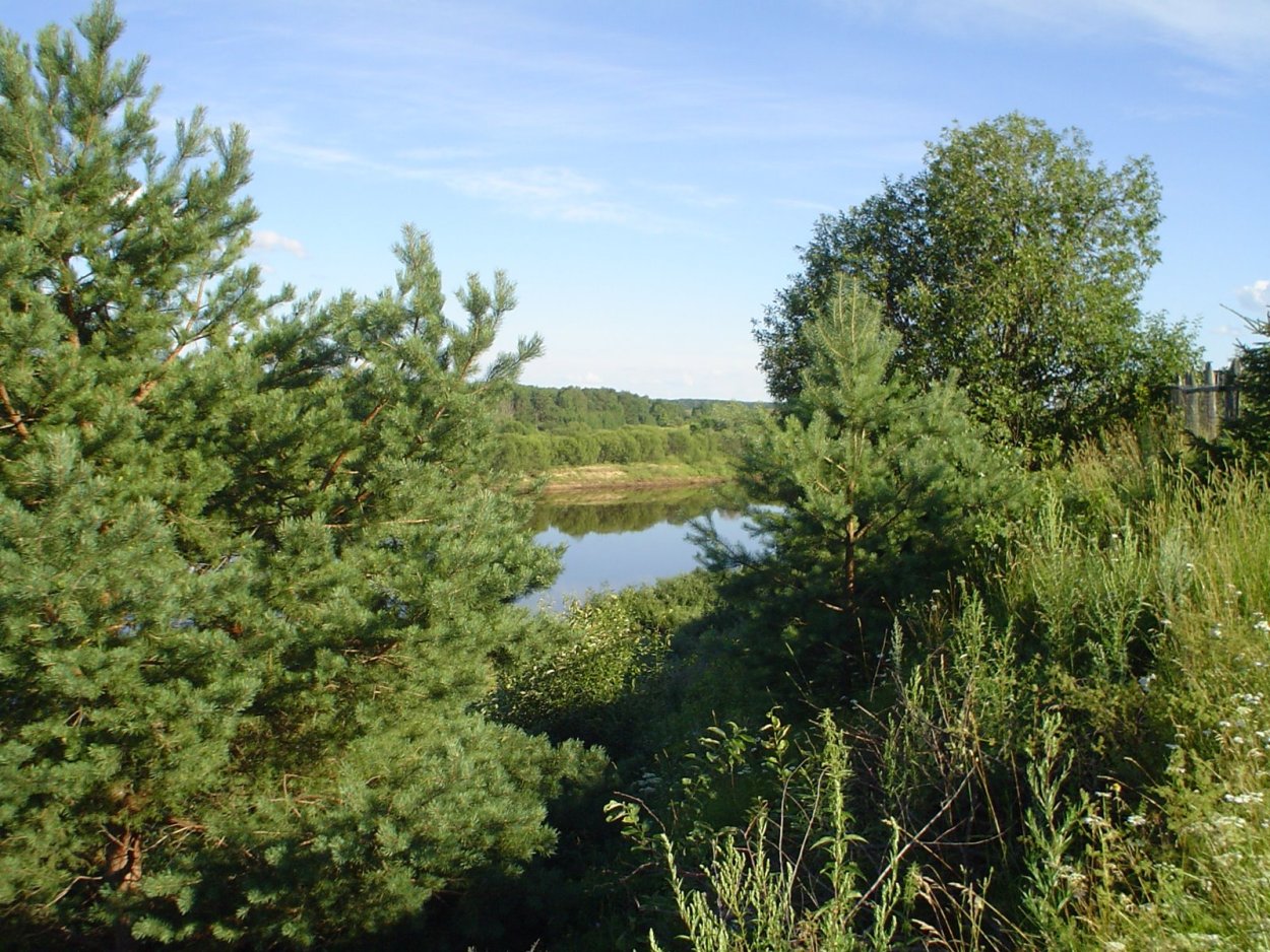 Растения и животные Ветлуги