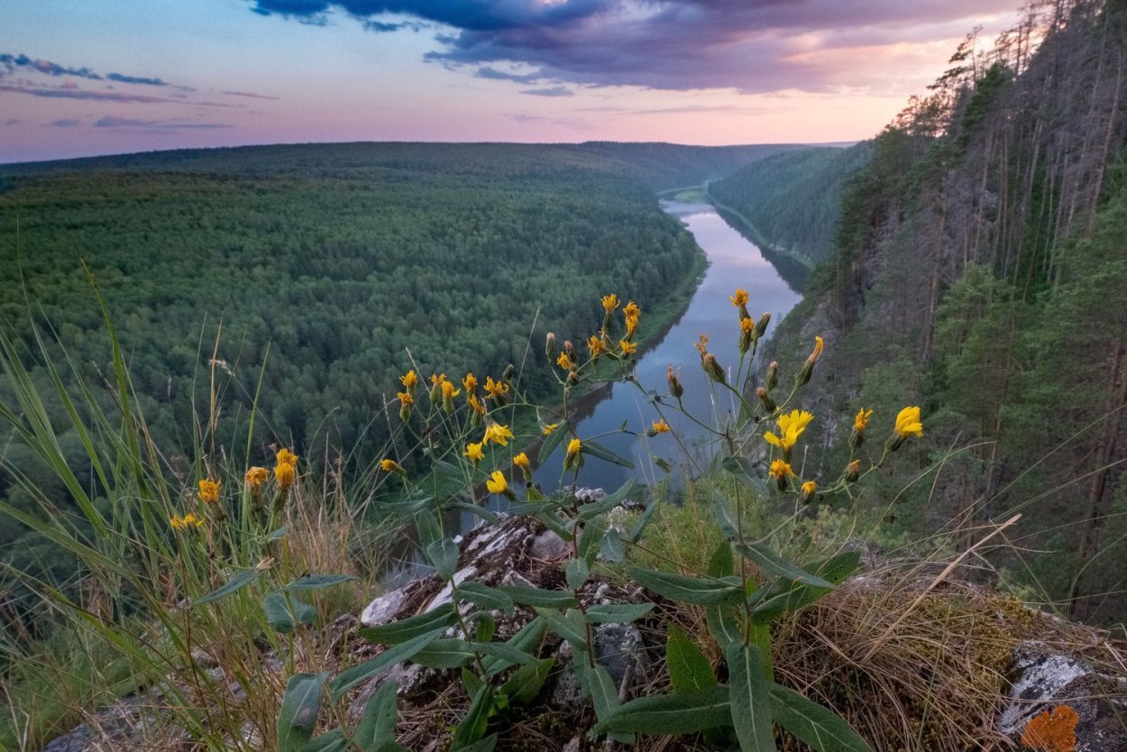 Растительный мир реки Чусовой