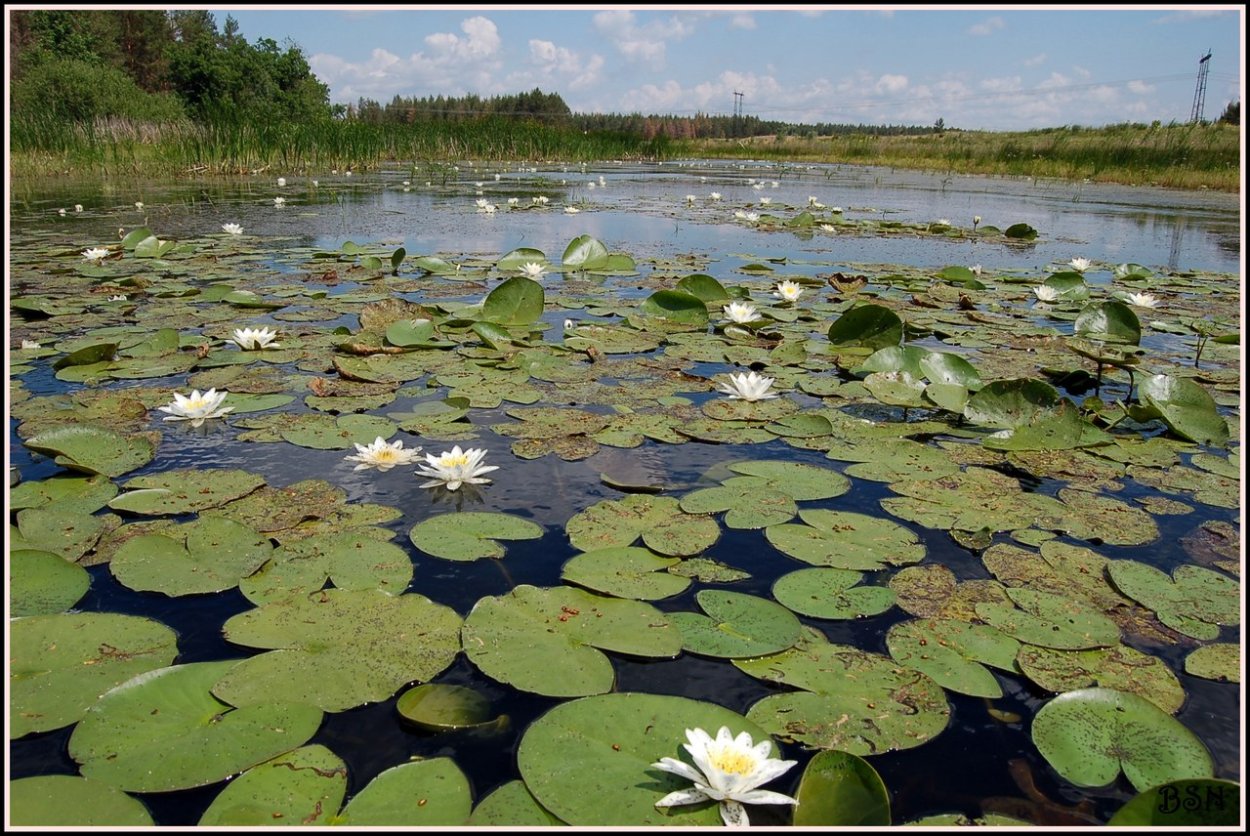 Хопёрский заповедник Флора