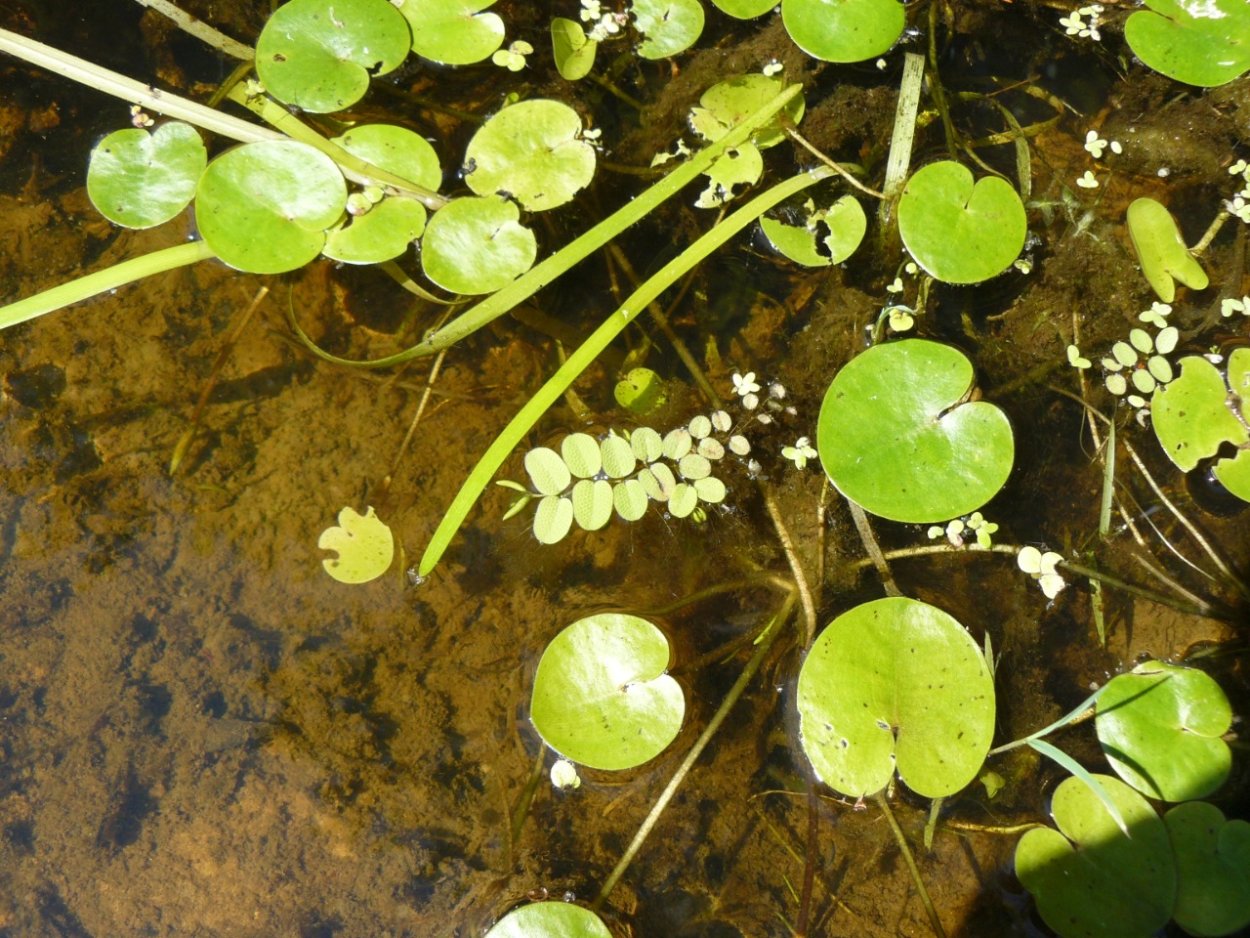 Растения реки Ветлуги