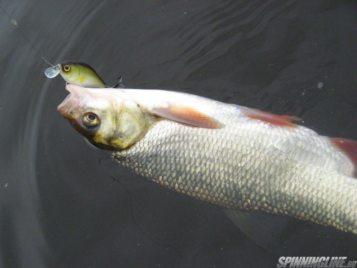 Ветлуга рыба