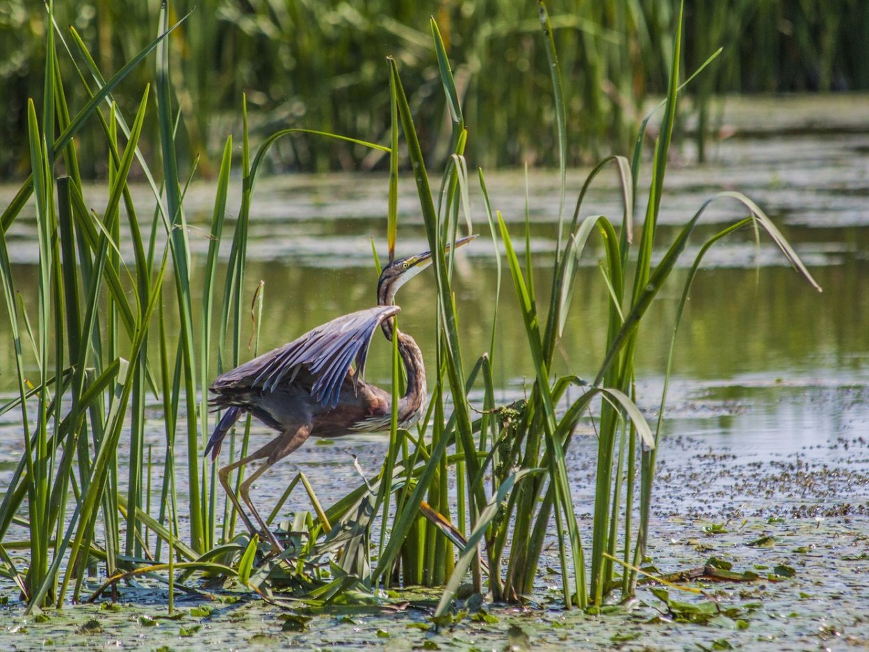 Тростник в дельте Волги