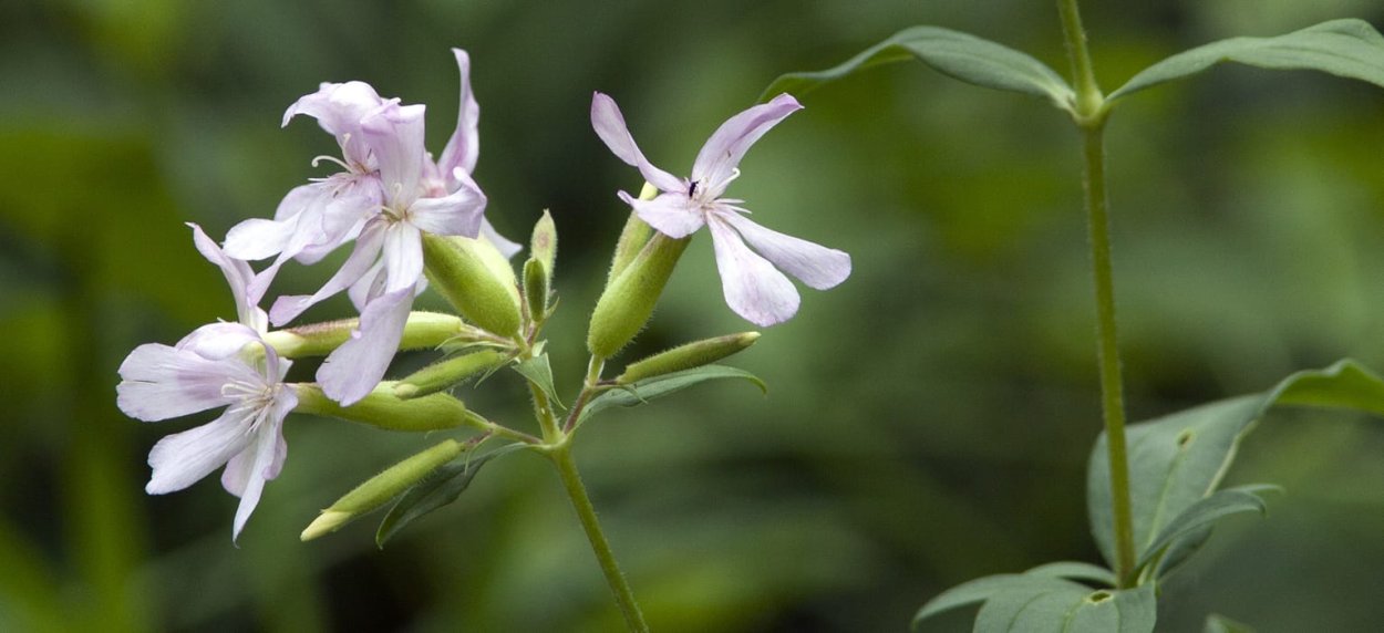 Мыльнянка обыкновенная
