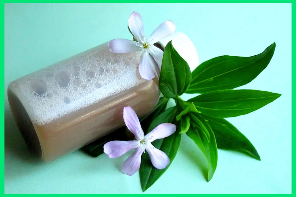 Мыльная трава мыльнянка